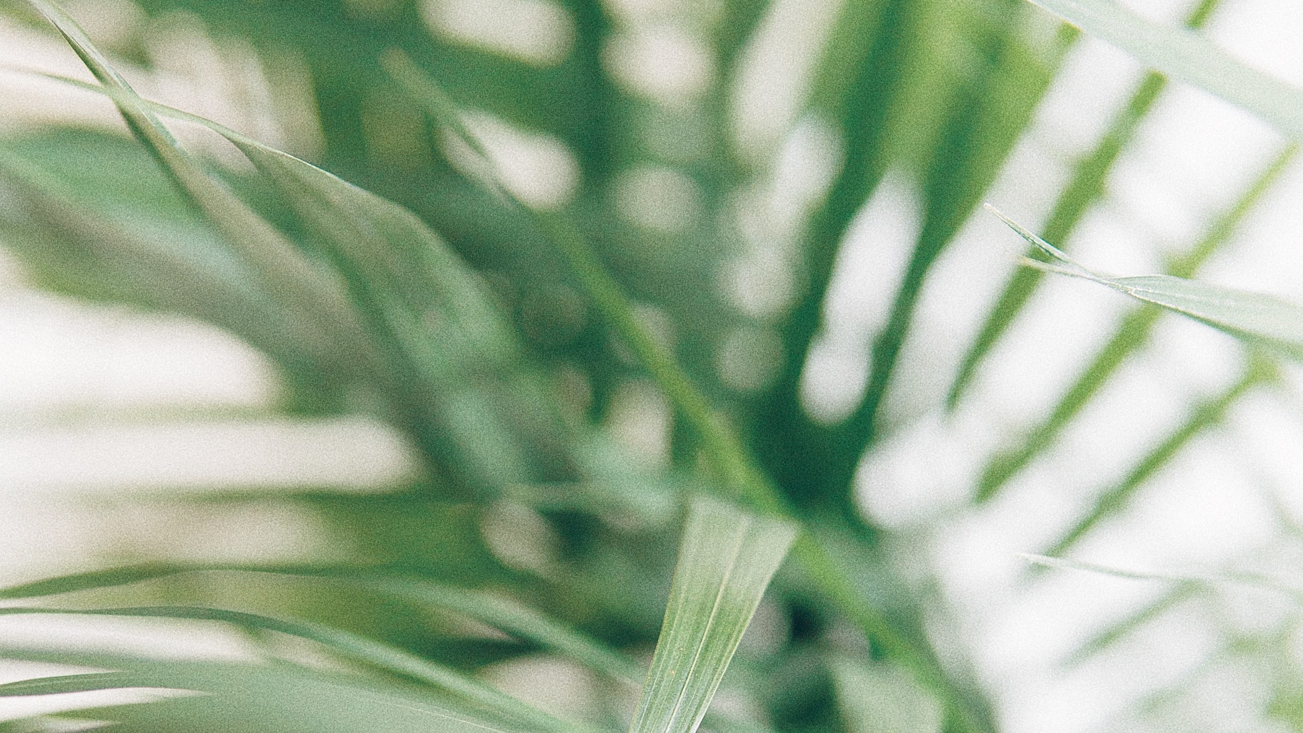 Featured image for “Palm Sunday (April 2, 2023) [Alex Farmer, All Souls, Jacksonville]”